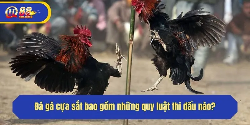 Đá gà cựa sắt bao gồm những quy luật thi đấu nào?