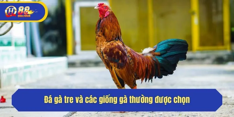 Đá gà tre và các giống gà thường được chọn