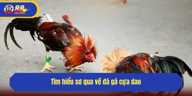 Tìm hiểu sơ qua về đá gà cựa dao