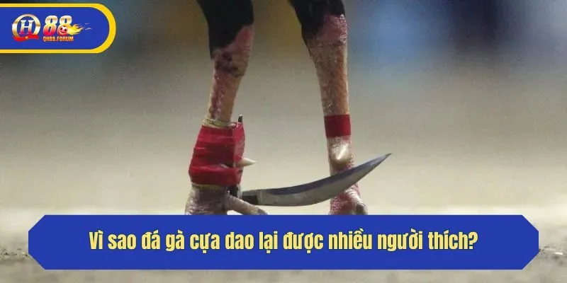 Vì sao đá gà cựa dao lại được nhiều người thích?